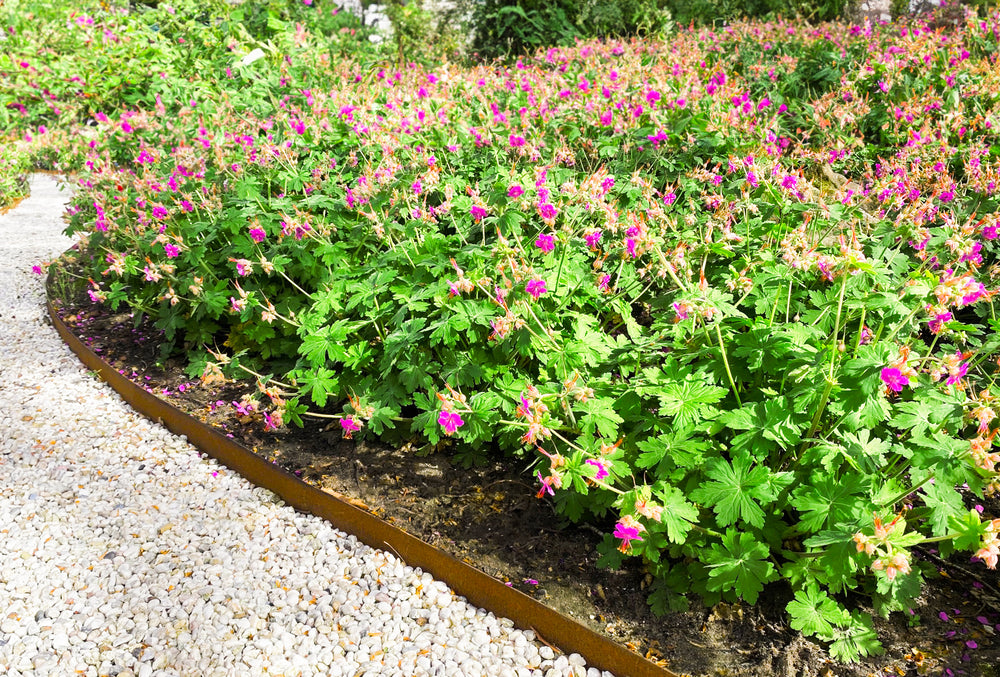 Bordure de jardin en acier Corten 16 x 106 cm EP1.5 Flexible - 7141269011390